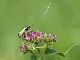 Attēlu rezultāti vaicājumam “Nemophora metallica”