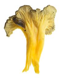 Attēlu rezultāti vaicājumam “Cantharellus lutescens”