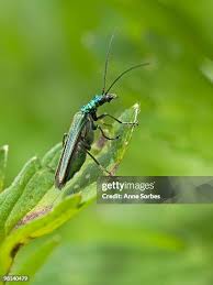 Attēlu rezultāti vaicājumam “Oedemera croceicollis”