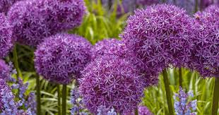 Attēlu rezultāti vaicājumam “Allium holandicum flower”
