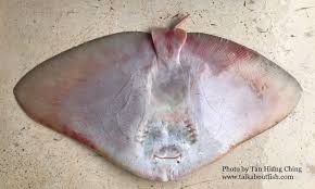 Image result for Gymnura micrura