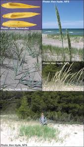 Attēlu rezultāti vaicājumam “Leymus arenarius”