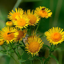 Attēlu rezultāti vaicājumam “Inula britannica flower”