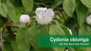 Attēlu rezultāti vaicājumam “Cydonia oblonga flower”