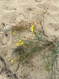 Attēlu rezultāti vaicājumam “Linaria loeselii”