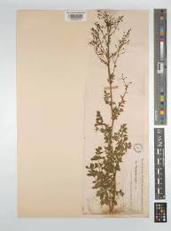 Attēlu rezultāti vaicājumam “Thalictrum minus”