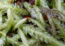 Attēlu rezultāti vaicājumam “Plagiothecium latebricola”