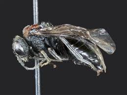 Attēlu rezultāti vaicājumam “Eriocampa ovata larva”