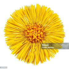 Attēlu rezultāti vaicājumam “Tussilago farfara bud”