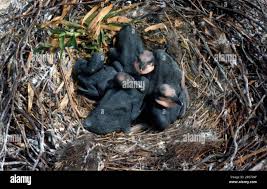 Attēlu rezultāti vaicājumam “Phalacrocorax carbo nest”