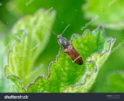 Attēlu rezultāti vaicājumam “Athous sp.”