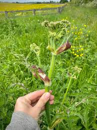 Attēlu rezultāti vaicājumam “Anthriscus sylvestris bud”