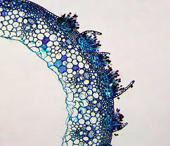 Attēlu rezultāti vaicājumam “Puccinia agrostidis”