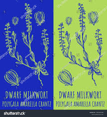 Attēlu rezultāti vaicājumam “Polygala amarella”