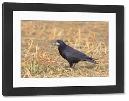 Attēlu rezultāti vaicājumam “Corvus frugilegus adult”