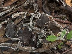 Attēlu rezultāti vaicājumam “Diachea leucopodia young”