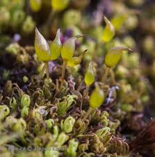 Attēlu rezultāti vaicājumam “Weissia brachycarpa”