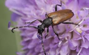 Attēlu rezultāti vaicājumam “Paracorymbia maculicornis”