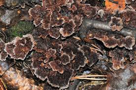 Attēlu rezultāti vaicājumam “Thelephora terrestris”