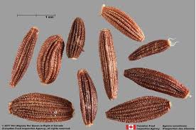 Attēlu rezultāti vaicājumam “Sonchus arvensis subsp. uliginosus bud”