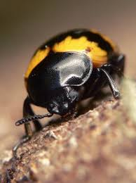 Attēlu rezultāti vaicājumam “Diaperis boleti”