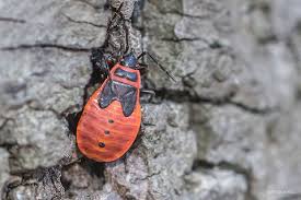 Attēlu rezultāti vaicājumam “Pyrrhocoris apterus nymph”