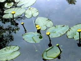 Attēlu rezultāti vaicājumam “Nuphar lutea”