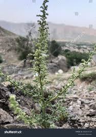 Image result for Chenopodium botrys