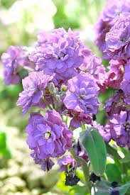 Image result for Levkoje