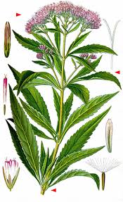 Attēlu rezultāti vaicājumam “Eupatorium cannabinum bud”