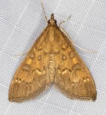 Attēlu rezultāti vaicājumam “Mecyna flavalis”