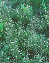 Attēlu rezultāti vaicājumam “Alisma gramineum flower”