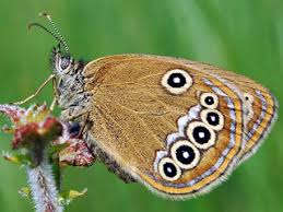 Attēlu rezultāti vaicājumam “Coenonympha hero underside”