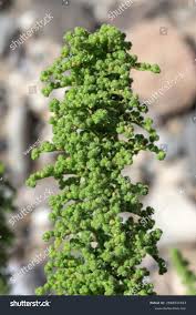 Image result for Chenopodium botrys
