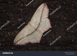 Attēlu rezultāti vaicājumam “Timandra comae”