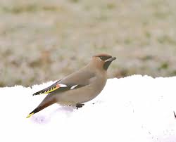 Attēlu rezultāti vaicājumam “Bombycilla garrulus adult”