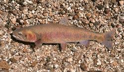 Image result for Oncorhynchus clarkii
