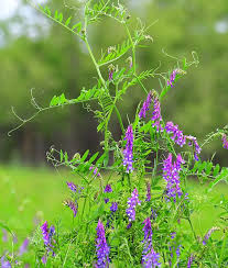 Attēlu rezultāti vaicājumam “Vicia”