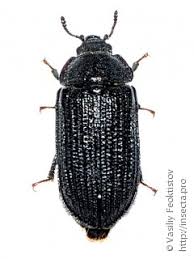 Attēlu rezultāti vaicājumam “Grynocharis oblonga”