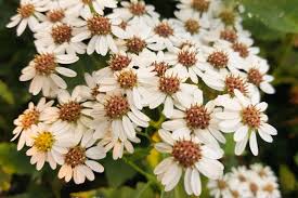 Attēlu rezultāti vaicājumam “Symphyotrichum x salignum flower”