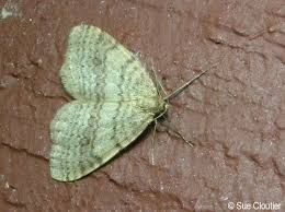 Attēlu rezultāti vaicājumam “Operophtera”