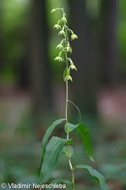 Attēlu rezultāti vaicājumam “Epipactis helleborine fruit”