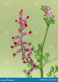 Image result for Fumaria officinalis