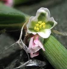 Attēlu rezultāti vaicājumam “Polygonum arenastrum flower”