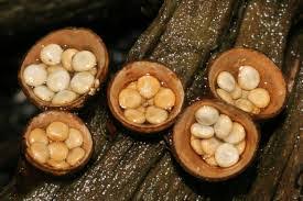 Attēlu rezultāti vaicājumam “Crucibulum laeve”