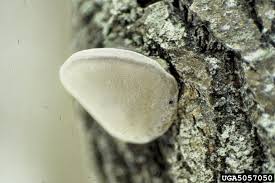 Attēlu rezultāti vaicājumam “Phellinus tremulae”