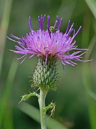 Attēlu rezultāti vaicājumam “Cirsium x rigens leaf”