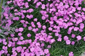 Image result for Dianthus gratianopolitanus