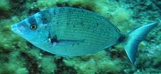 Image result for Diplodus puntazzo