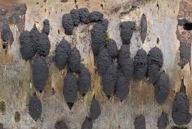 Attēlu rezultāti vaicājumam “Hypoxylon multiforme”